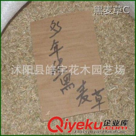 批發(fā)供應(yīng)優(yōu)質(zhì)草坪種子【黑麥草】黑麥草草籽.護(hù)坡綠化