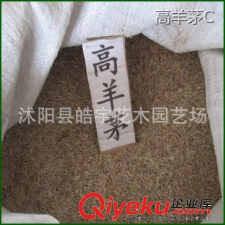 批發供應優質草坪種子【高羊茅】發芽率高.護坡型.草坪型