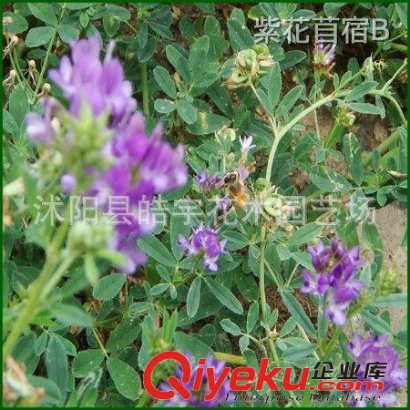 批發(fā)供應優(yōu)質(zhì)牧草種子【紫花苜宿】抗逆性強.抗旱.抗寒.抗風沙