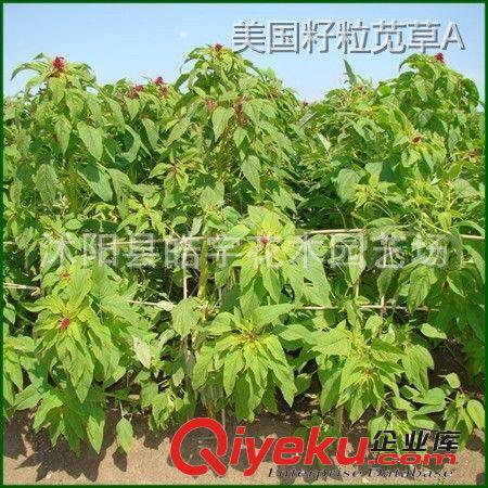 批發供應優質牧草種子【美國籽粒莧】高產飼料.適應性強