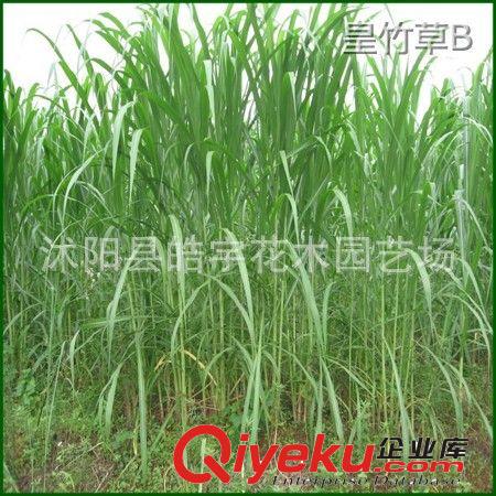 批發供應優質牧草種子【皇竹草】可適喂:豬牛羊驢馬兔魚鵝