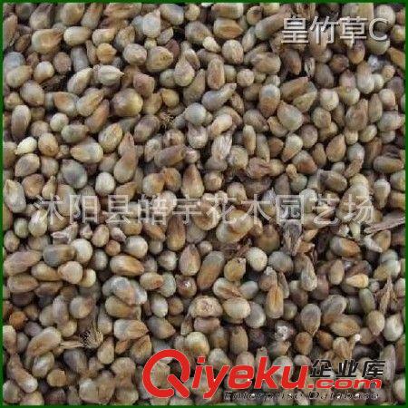 批發供應優質牧草種子【皇竹草】可適喂:豬牛羊驢馬兔魚鵝