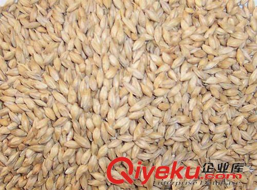 麥芽提取物 專業(yè)植提工廠供應(yīng)  含商檢