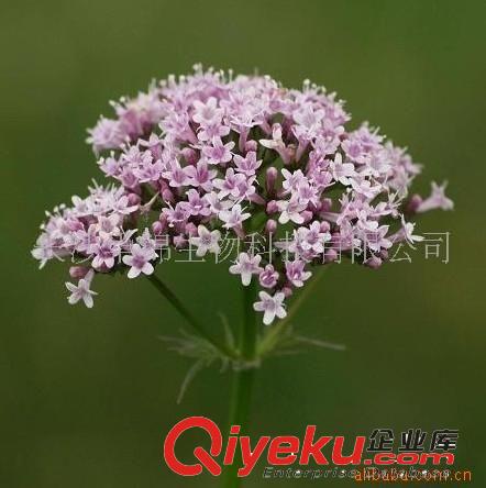 【華錦生物】供應纈草提取物 纈草酸 （具備商檢資質）