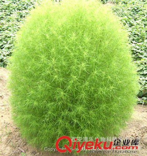 地膚子提取物 地膚子提取物10:1 比例提取物 供應地膚子提取物