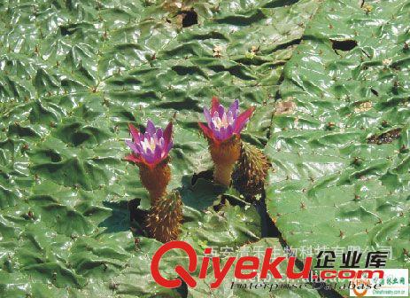 【厂家直销】芡实提取物 芡实提取物10:1 供应茨实提取物