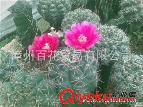 【漳州綠容花卉】批發(fā)開花仙人球菲花玉,防輻射 稀有品種