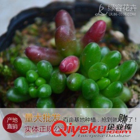 【漳州綠容花卉】產(chǎn)地批發(fā)景天科多肉植物防輻射 【虹之玉】