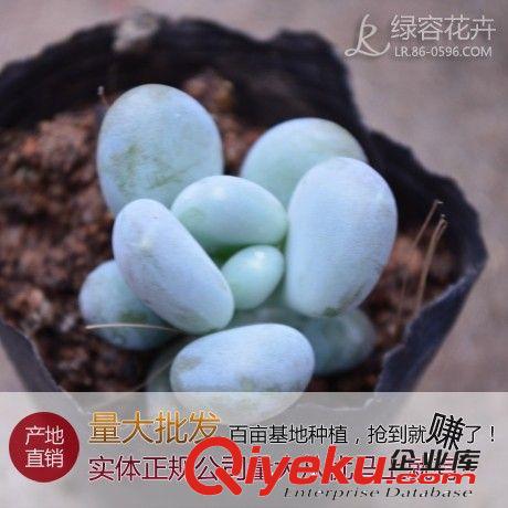 【漳州绿容花卉】产地批发多肉植物景天科星美人白美人