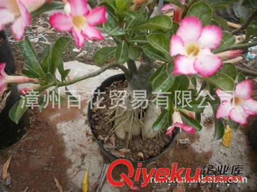 【漳州綠容花卉】批發(fā)球根植物 景天科 大沙漠玫瑰 常年開(kāi)花