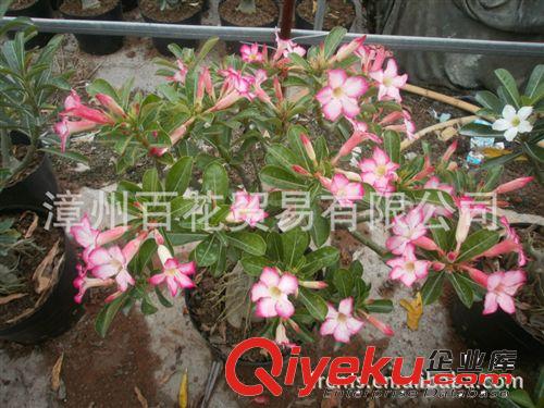 【漳州绿容花卉】批发球根植物 景天科 大沙漠玫瑰 常年开花