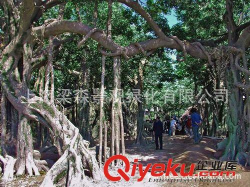 大型仿真榕树 植物 盆景 酒店 活动场所摆设 休闲家居