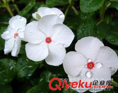 文多靈 文多靈98% Vindoline 供應(yīng)文多靈 長(zhǎng)春花提取物 長(zhǎng)春花