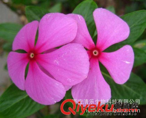 文多靈 文多靈98% Vindoline 供應(yīng)文多靈 長(zhǎng)春花提取物 長(zhǎng)春花