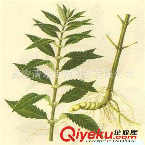 紫錐菊多酚 菊苣酸 西安清樂生物廠家直銷