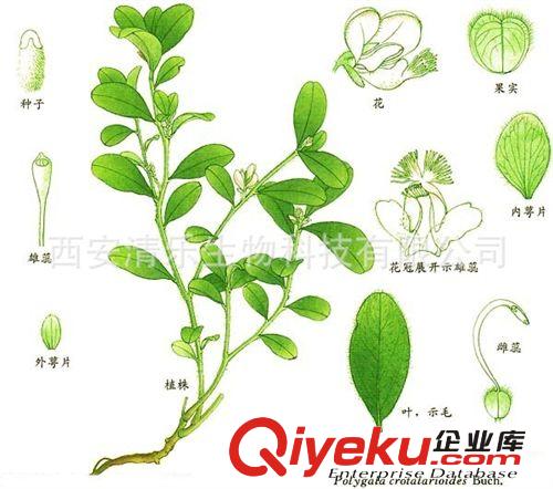 遠(yuǎn)志提取物 常山提取物 西安清樂(lè)生物廠家直銷