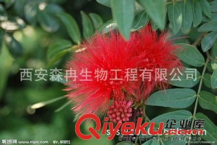 專業(yè)生產(chǎn)結(jié)香花提取物 金腰袋提取物 打結(jié)花提取物 夢冬花提取物