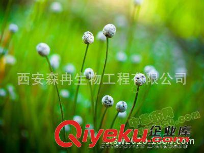 森冉生物供應谷精草提取物Eriocauli Floszyjl