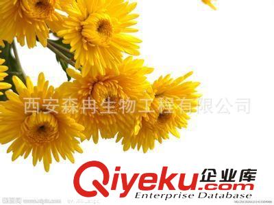 森冉生物供應菊花提取物Chrysanthemi Floszyjl