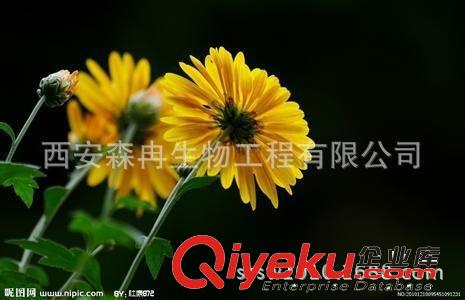 森冉生物供應菊花提取物Chrysanthemi Floszyjl