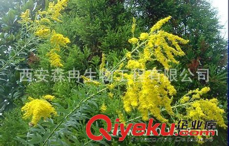 森冉生物供應前胡提取物Peucedani  Radixzyjl