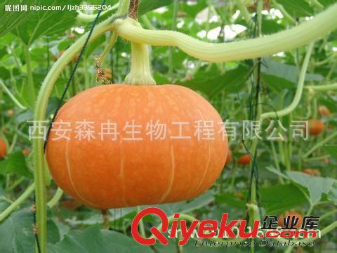 廠家供應(yīng){ctr} 脫水南瓜粉品質(zhì)好無沉淀 森冉生物原始圖片2