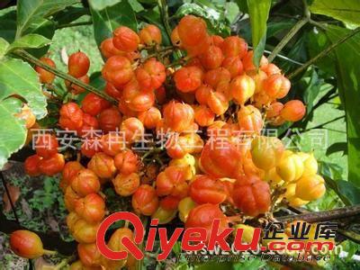 廠家直銷瓜拉那提取物/Guarana Seed P. E.質(zhì)優(yōu)價(jià)廉常年供應(yīng)原始圖片2