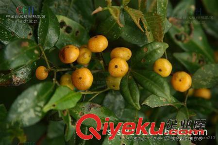 廠家直銷防風提取物/飛龍掌血提取物/粉防己提取物zyjl原始圖片2