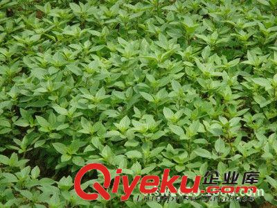 廠家直銷大薊提取物/淡竹葉提取物/地椒提取物zyjl常年供應原始圖片3