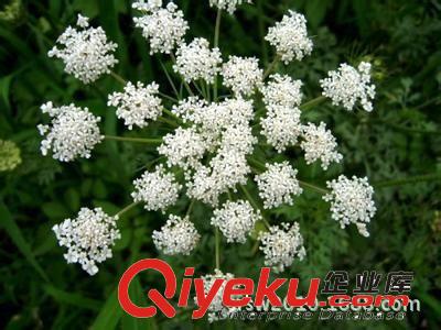 廠家直銷菊三七提取物/苦參提取物/狼毒提取物zyjl