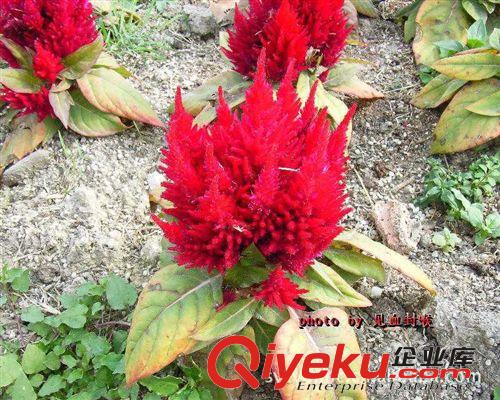 供應(yīng)優(yōu)質(zhì)草本花卉 種子 雞冠花原始圖片2