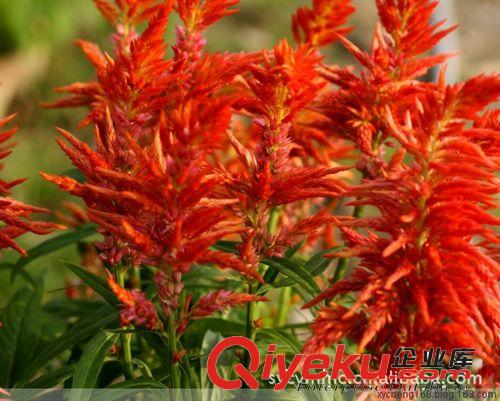 供應(yīng)優(yōu)質(zhì)草本花卉 種子 雞冠花原始圖片3
