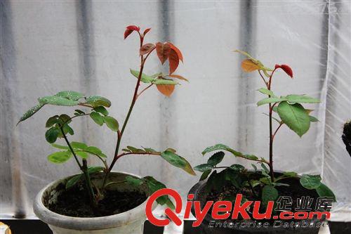 批發(fā)供應(yīng) 品種月季花小苗 紅黃白 嫁接大花香水月季苗 月季花原始圖片2