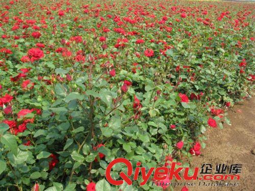批發(fā)供應(yīng) 品種月季花小苗 紅黃白 嫁接大花香水月季苗 月季花原始圖片3