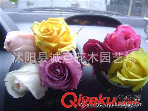 批發(fā)供應(yīng) 工程苗圃苗木 1年嫁接苗 香水玫瑰小苗 玫瑰花苗原始圖片2