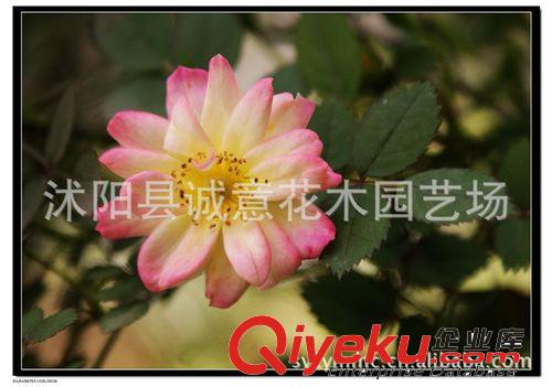 批發(fā)供應(yīng) 工程苗圃苗木 1年嫁接苗 香水玫瑰小苗 玫瑰花苗原始圖片3