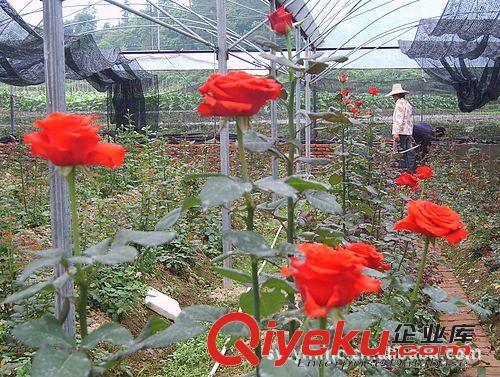 誠(chéng)信經(jīng)營(yíng)綠化工程苗木 豐花月季 量大從優(yōu) 歡迎惠顧 誠(chéng)信為本