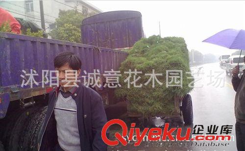 基地 大量銷售 馬里拉  高羊茅  四季青   黑麥草 各種草坪齊全原始圖片2