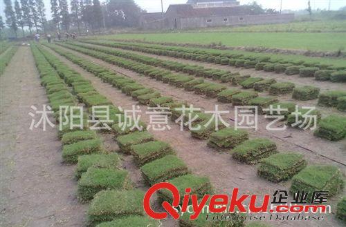 基地 大量銷售 馬里拉  高羊茅  四季青   黑麥草 各種草坪齊全原始圖片3