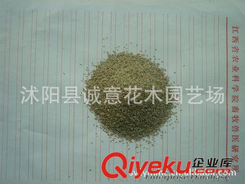 暖季型草坪 {zx1}價格薄利多銷狗牙根(不脫殼)種子