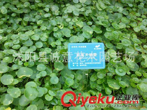 l商家供應(yīng)高質(zhì)量 高品質(zhì)【熱銷】 水生植物 品種齊全  荇菜