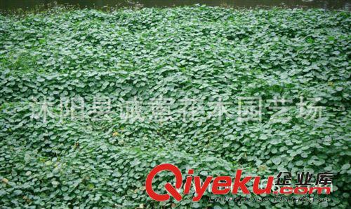 l大量供應優質的 【1件起批】 水生植物 銅錢草原始圖片2