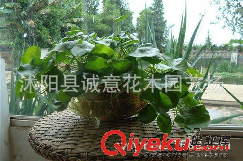 l大量供應優質的 【1件起批】 水生植物 銅錢草原始圖片3