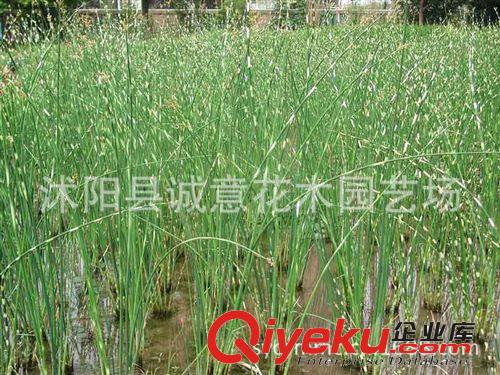 l商家供應(yīng)高質(zhì)量 高品質(zhì)【熱銷】 水生植物 品種齊全  荇菜