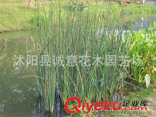 基地大量批發銷售 水生植物品種齊全  水蔥 高度以客戶定為原始圖片2