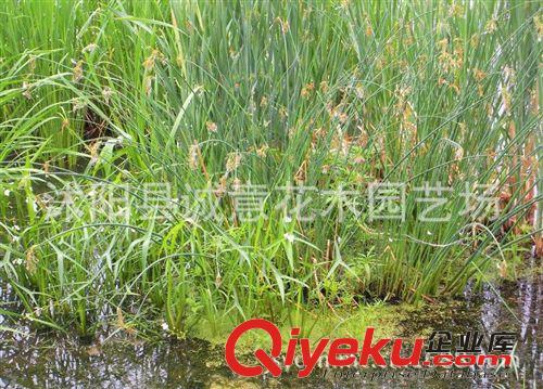基地大量批發銷售 水生植物品種齊全  水蔥 高度以客戶定為原始圖片3