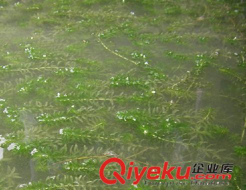 大量供應輪葉黑藻【水生植物】原始圖片3