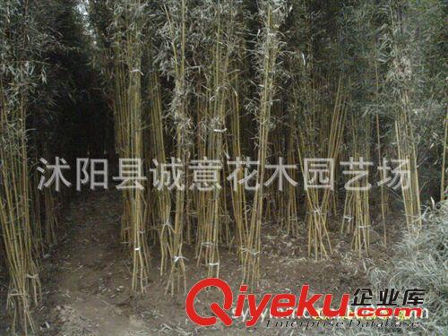 大量直銷 優質金鑲玉竹 青皮竹 淡竹 綠化苗木