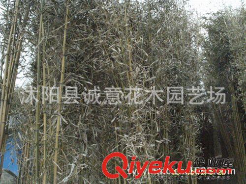 大量直銷 優質金鑲玉竹 青皮竹 淡竹 綠化苗木