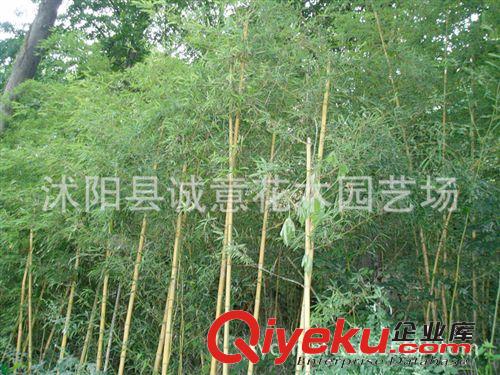 大量直銷 優質金鑲玉竹 青皮竹 淡竹 綠化苗木